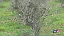 "Xylella pericolo per tutta Europa" thumbnail