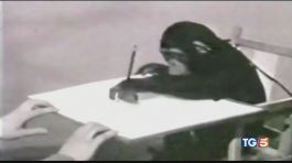 Lo scimpanzè pittore che incantò Picasso thumbnail