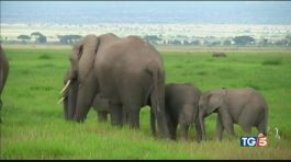 Atroce destino per 35 elefantini thumbnail