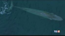 Il drone che svela i misteri delle balene thumbnail