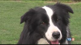 La passione per gli animali cresce in Italia thumbnail