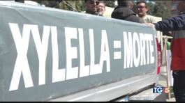 Xylella, la protesta coi trattori in piazza thumbnail