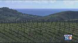 Gusto Di Vino: vitigni di Calabria thumbnail