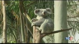 Koala addio? thumbnail