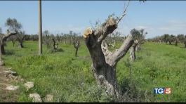 Xylella, non c'è cura thumbnail