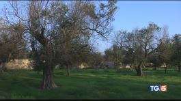 Xylella incurabile Allarme in Europa thumbnail