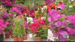 A Milano c'è Orticola, mostra di piante e fiori thumbnail