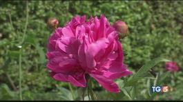 Le rose del Giardino di Boboli thumbnail