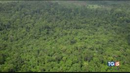 La foresta amazzonica patrimonio in pericolo thumbnail