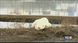 Siberia: orsa polare cerca cibo nei rifiuti thumbnail