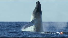 La caccia alle balene riprende il massacro thumbnail