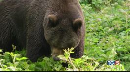 Polemica sulla licenza di uccidere l'orso M49 thumbnail