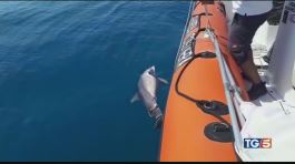 Strage di delfini sulle coste tirreniche thumbnail