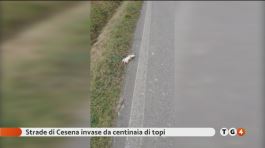Mistero a Cesena, invasa da topi bianchi thumbnail