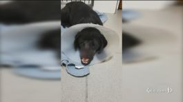 Peppino è salvo.. thumbnail