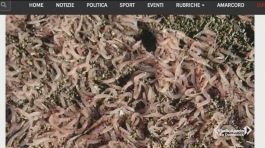 Migliaia di gamberetti spiaggiati a Ischia thumbnail