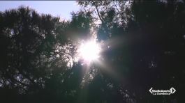 Quasi primavera thumbnail