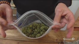 "La cannabis light è fuorilegge" thumbnail