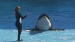 Una legge a difesa degli animali thumbnail