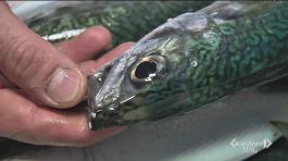 I segreti del pesce fresco thumbnail