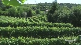 Le colline del prosecco sono patrimonio dell'Unesco thumbnail