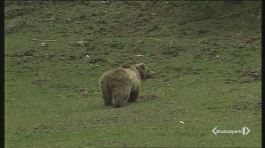 Trentino, caccia all'orso in fuga thumbnail