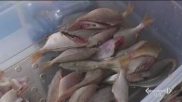 Pesce freschissimo, cucinato direttamente in barca thumbnail