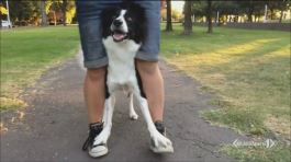 Una cagnolina fuori dal comune thumbnail