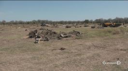 Il deserto dopo la xylella thumbnail