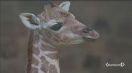 Giraffe a rischio estinzione thumbnail