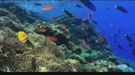 Clamorosa scoperta di Greenpeace thumbnail