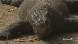 Chiude l'isola del drago di Komodo thumbnail