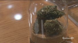 Cannabis light, nessuna chiusura thumbnail