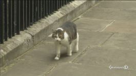 Cat-exit a Downing Street? thumbnail