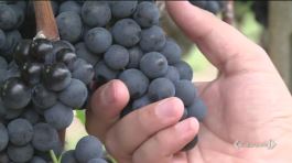 Il vino italiano conquista la Cina thumbnail