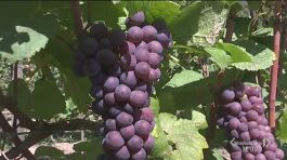 I vini del Trentino thumbnail