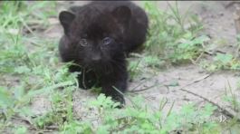 Un nome per i cuccioli di pantera thumbnail