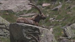 Il Parco del Gran Paradiso thumbnail