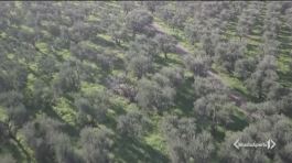 La xylella avanza verso nord thumbnail