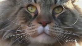 La festa degli animali thumbnail