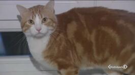 Scatta il microchip per i gatti thumbnail