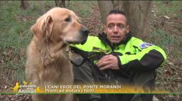I cani erori del ponte Morandi thumbnail