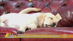 Gianluigi Nuzzi e la cucciola Nina
