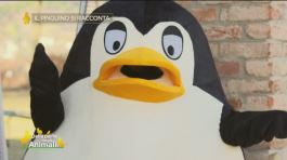 Il pinguino si racconta thumbnail