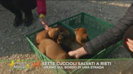 Sette cuccioli salvati a bordo strada thumbnail