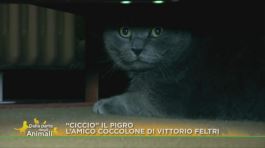 "Ciccio" e Vittorio Feltri thumbnail