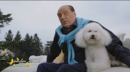 Gli amici a quattro zampe di Silvio Berlusconi thumbnail