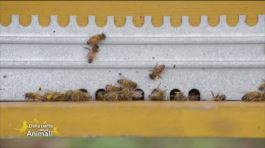 Le api rischiano l'estinzione thumbnail