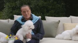 Silvio Berlusconi e gli amici a quattro zampe thumbnail
