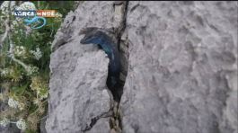 La lucertola azzurra di Capri thumbnail